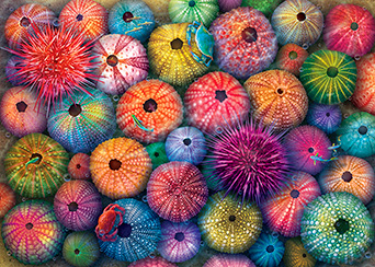 Neon Sea Urchins