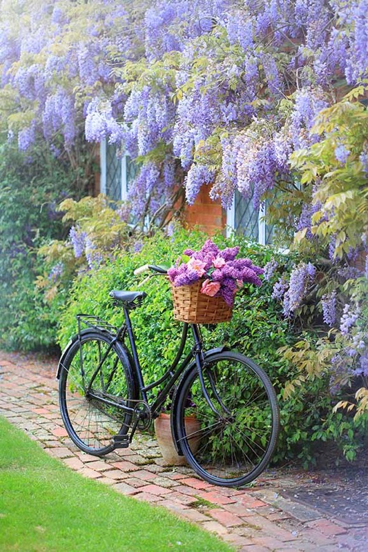 Wisteria Bicycle F1394