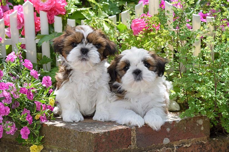 Pair of Puppies DP1559