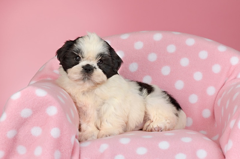 Salmon Shih Tzu DP1586