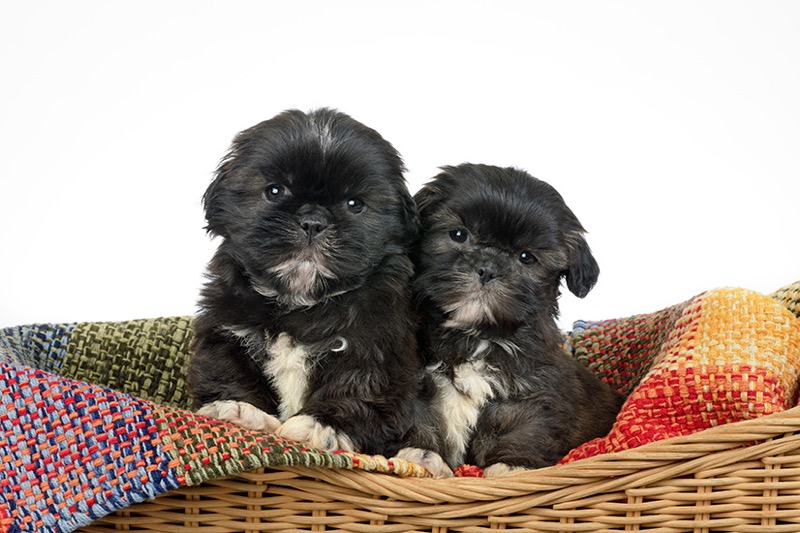 Snuggly Shih Tzu DP1589