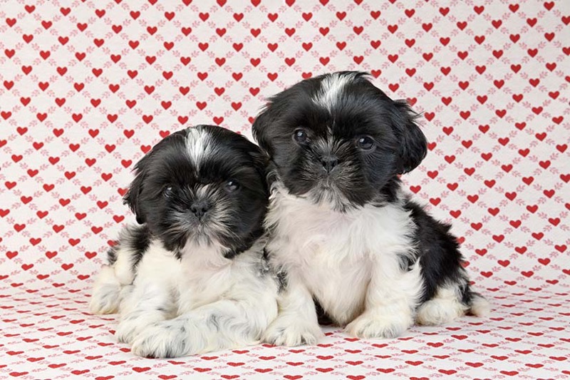 I Heart Shih Tzus DP1594