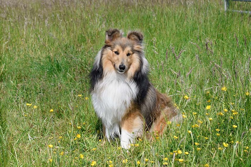 Shetland Sheepdog DP1603