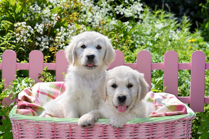 Retriever Puppies DP1604