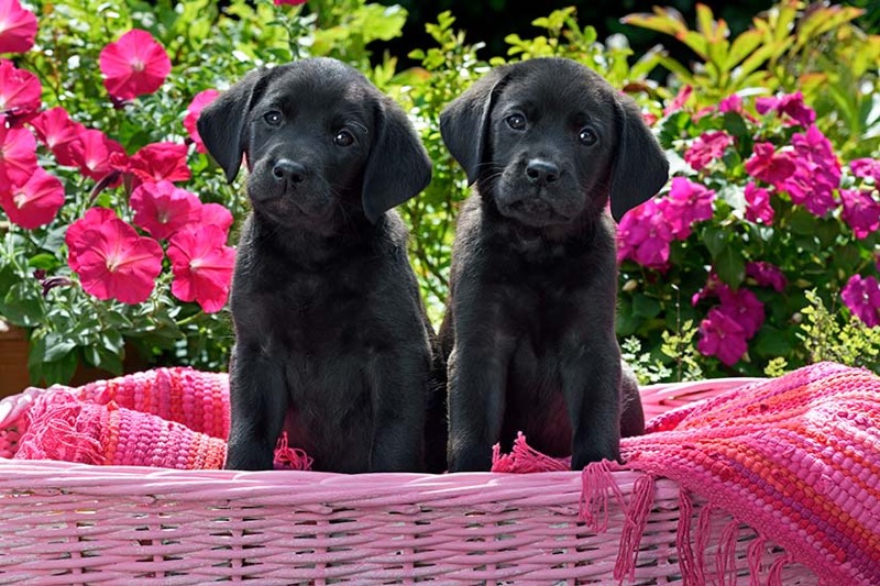 Black Labs DP1607