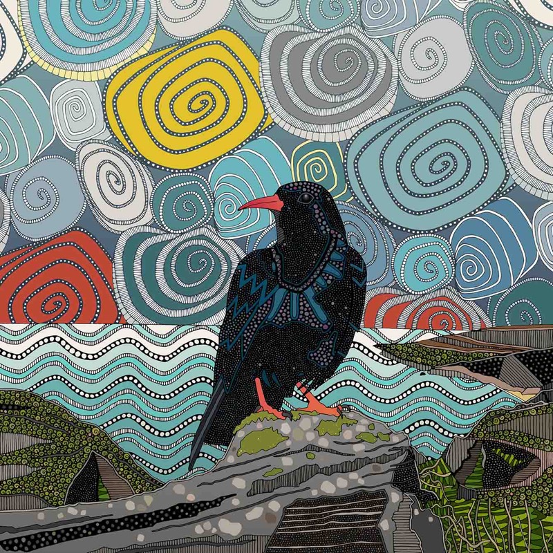 Cornwall chough