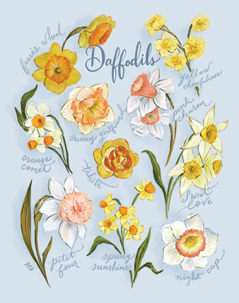 Types of Daffodils