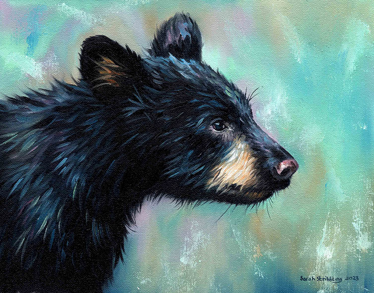 Black Bear Cub