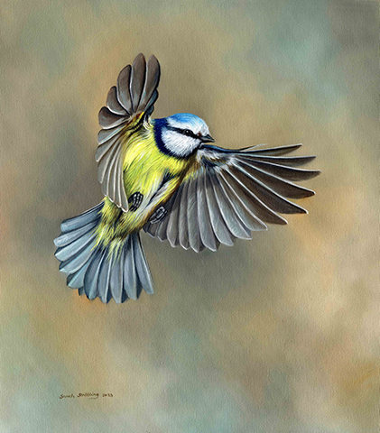 Blue Tit Fly