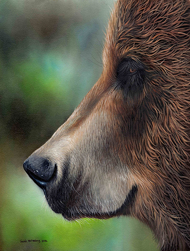 Brown Bear