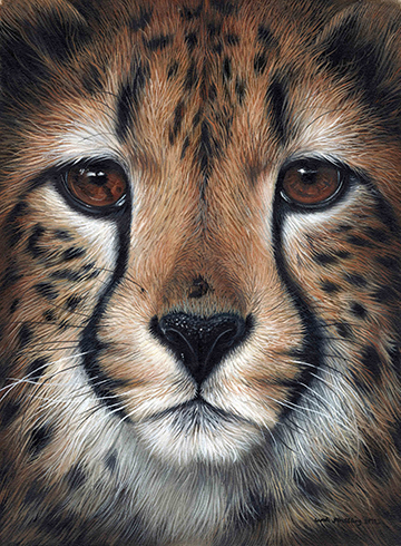 Cheetah