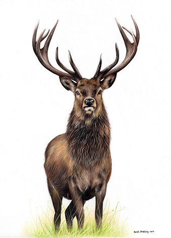 Red Deer Stag