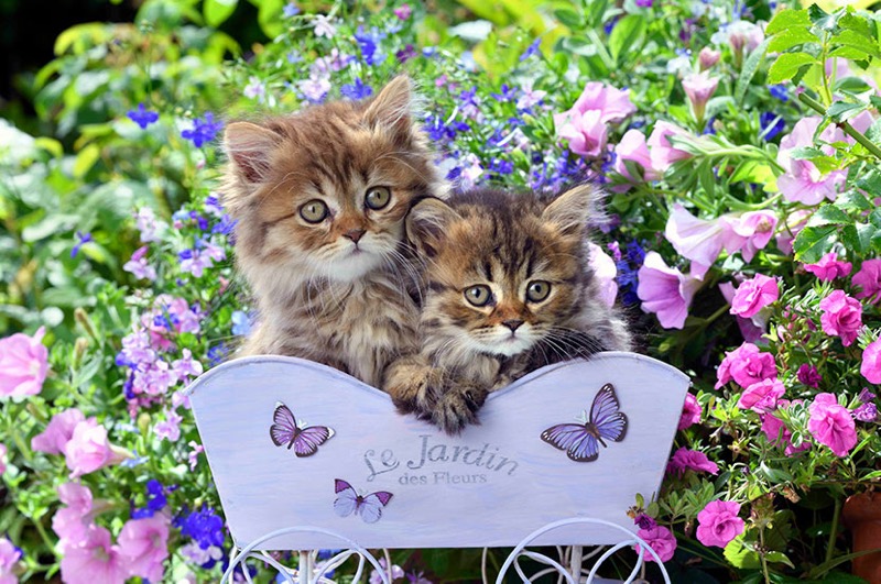 Chats de Fleurs CK753