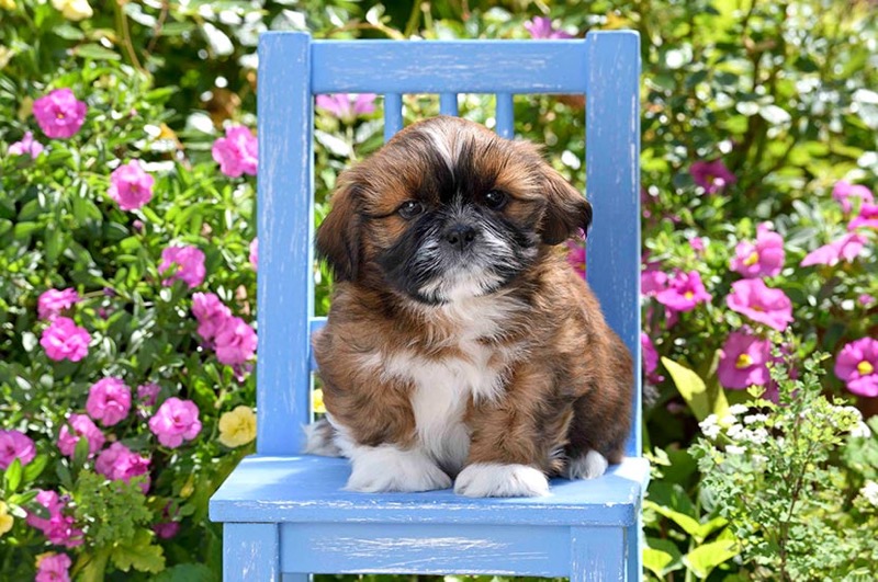 Sitting Shih Tzu DP1560