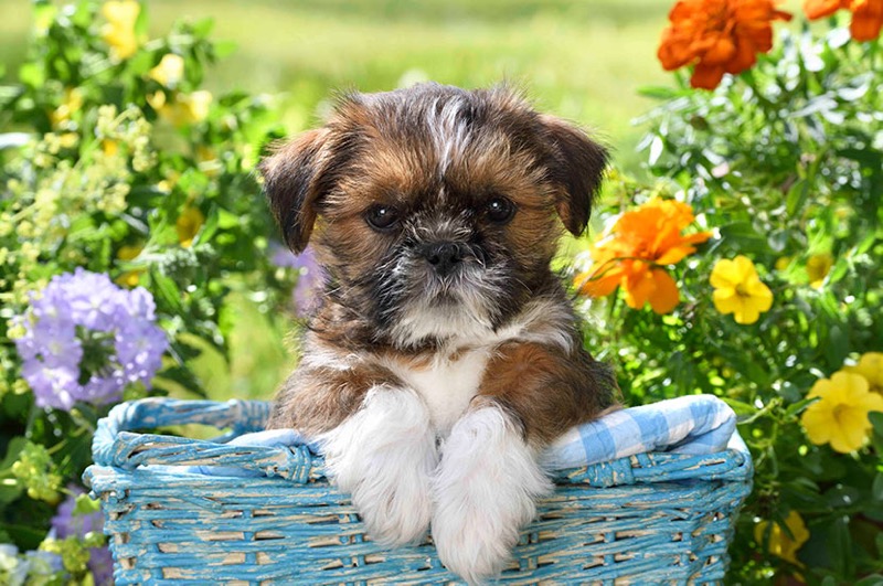 Spring Shih Tzu DP1561