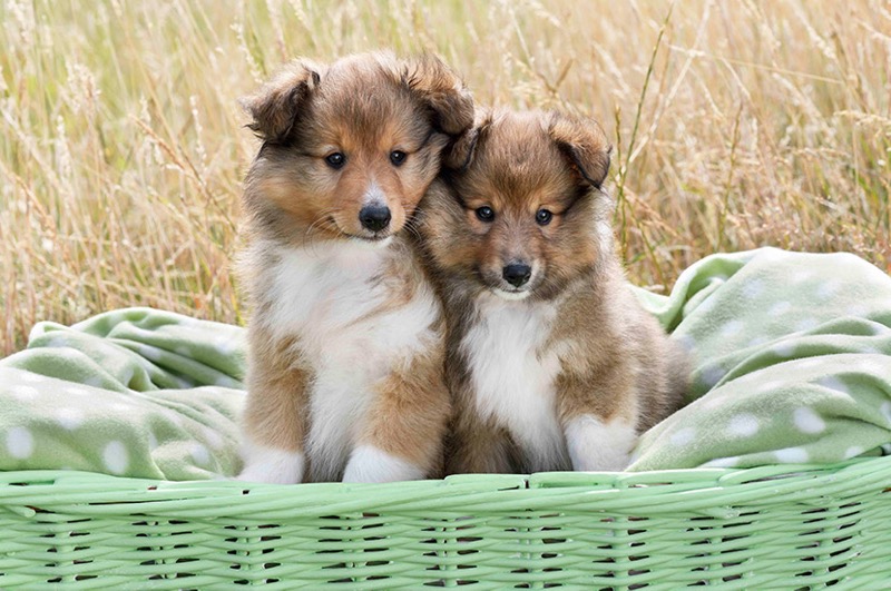 Shetland Sheepdog DP1562