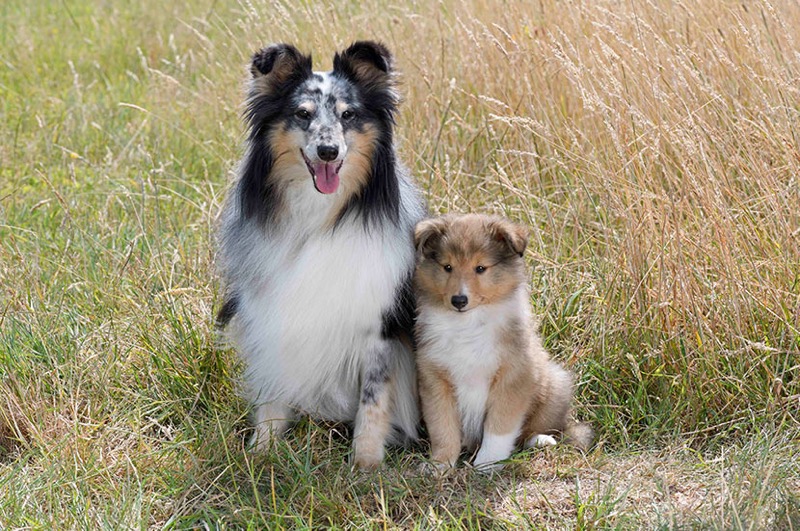 Sheltie Family DP1563