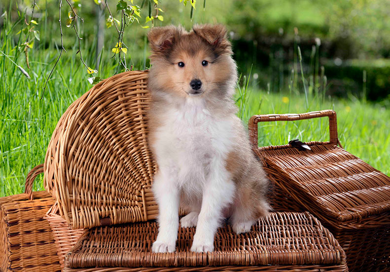 Sheltie Picnic DP1611