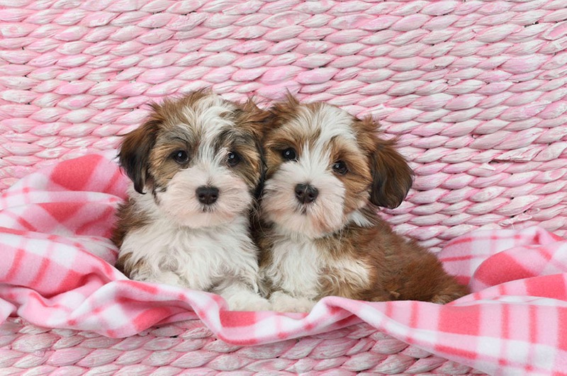 Havanese Puppies DP1614