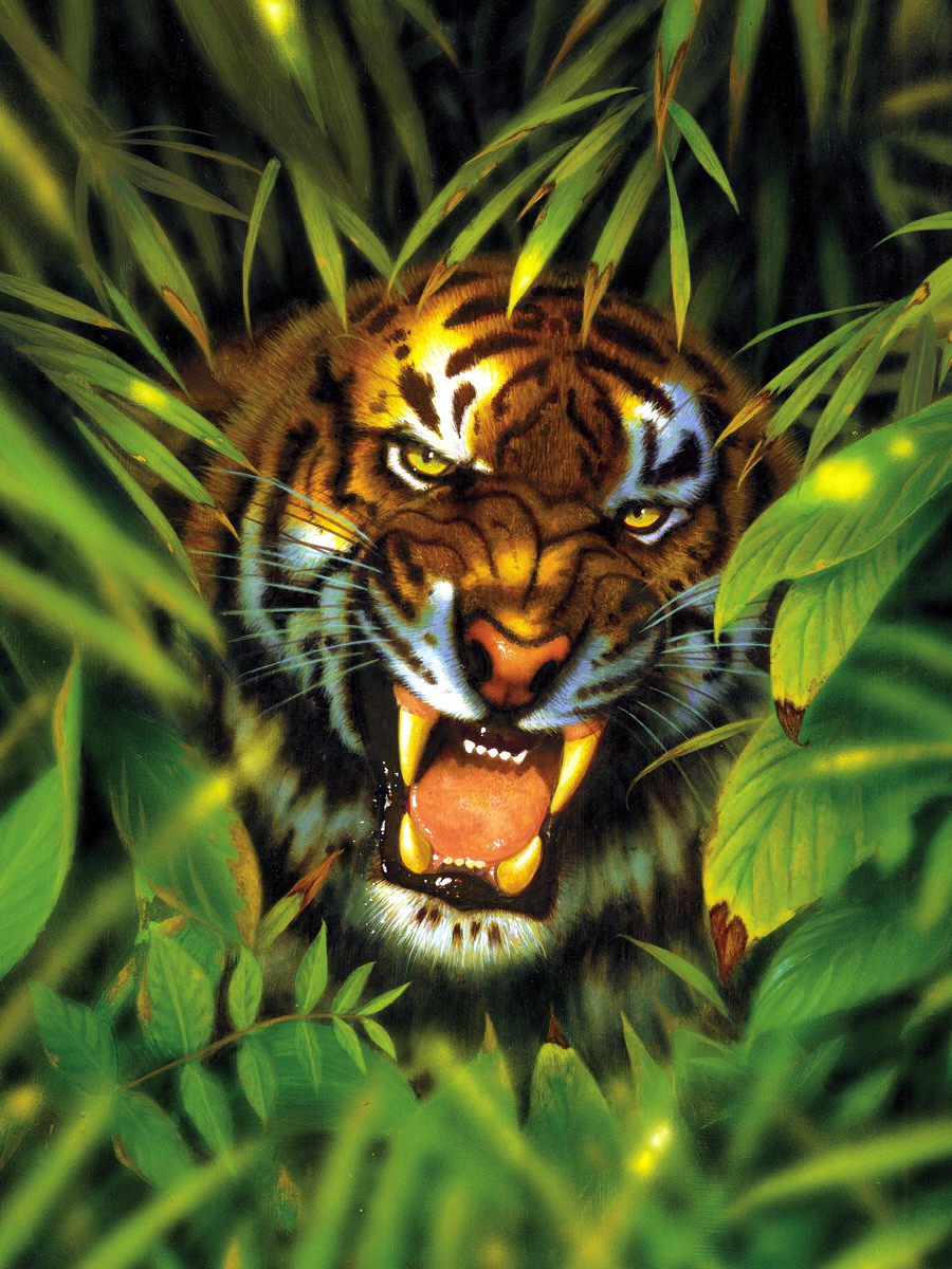 Jungle Tiger