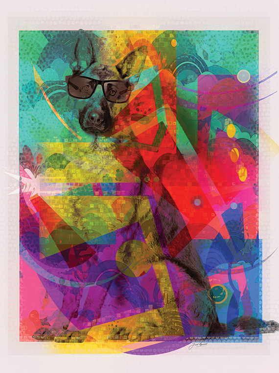 German Shepherd Gets Bling