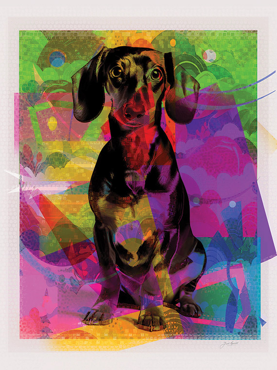 Dachshund Gets Bling