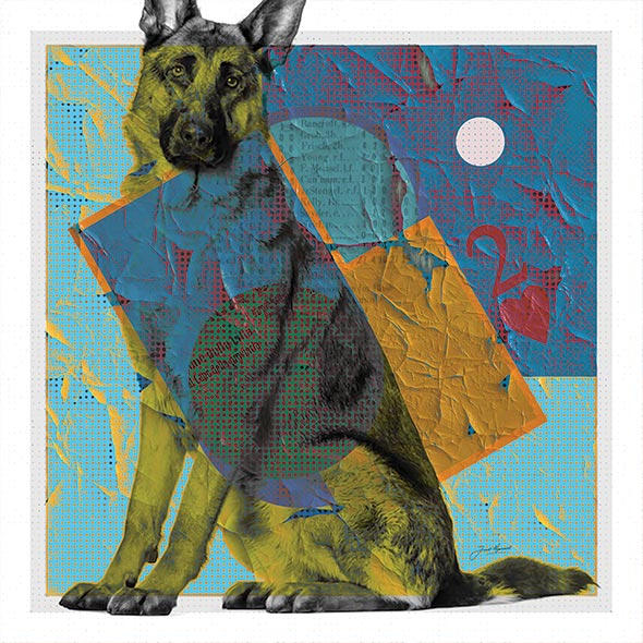 German Shepherd Gets Bling