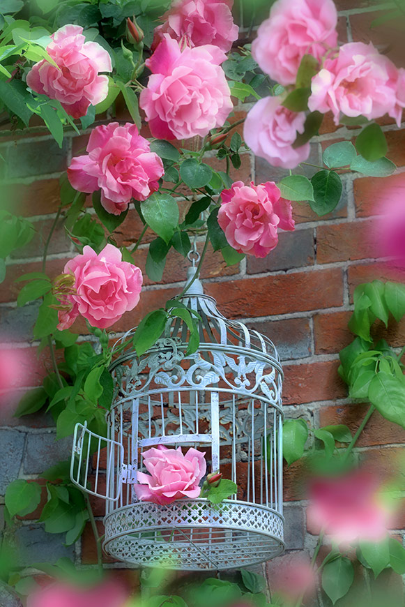 Bird Cage F1396