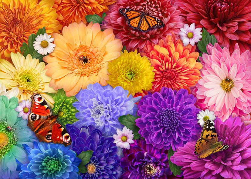 Colourful Flowers and Butterflies