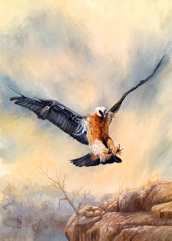 Bearded Vulture