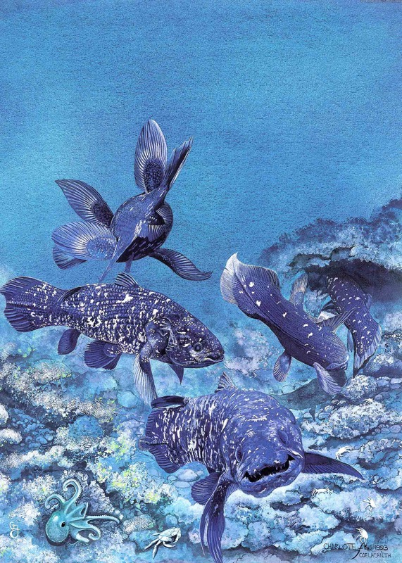 Coelacanths