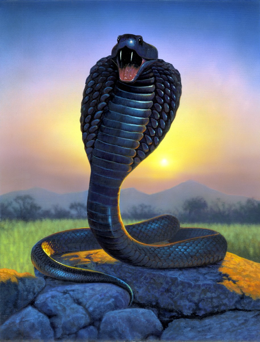 King Cobra