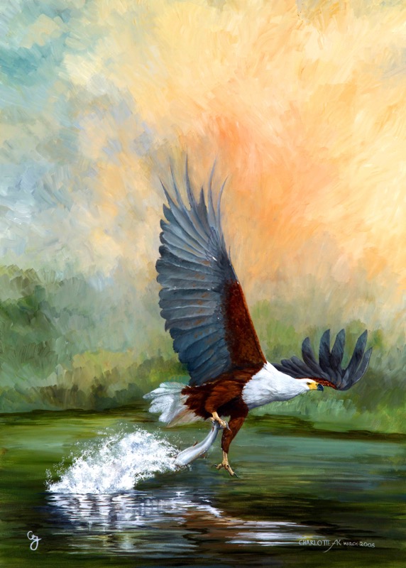 Fish Eagle