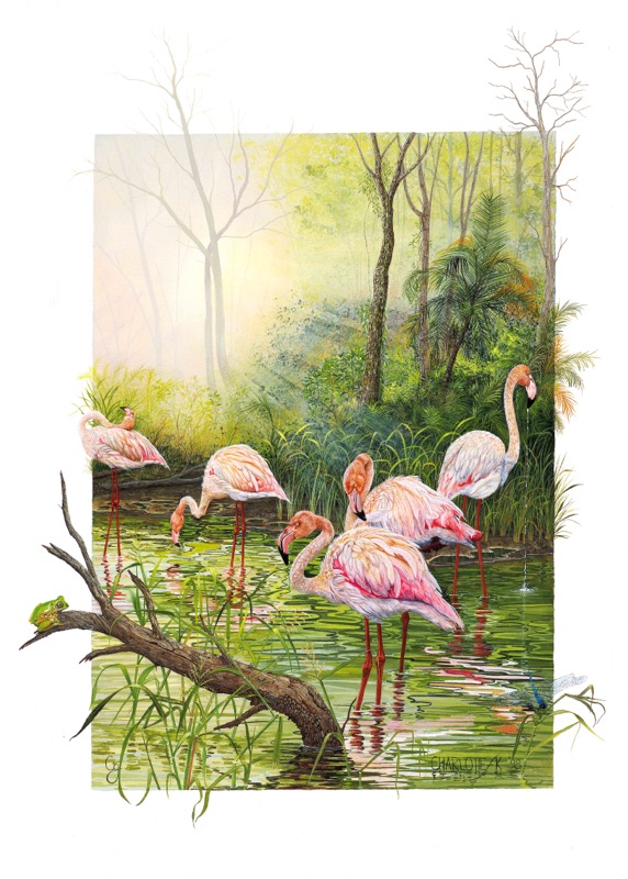 Flamingos