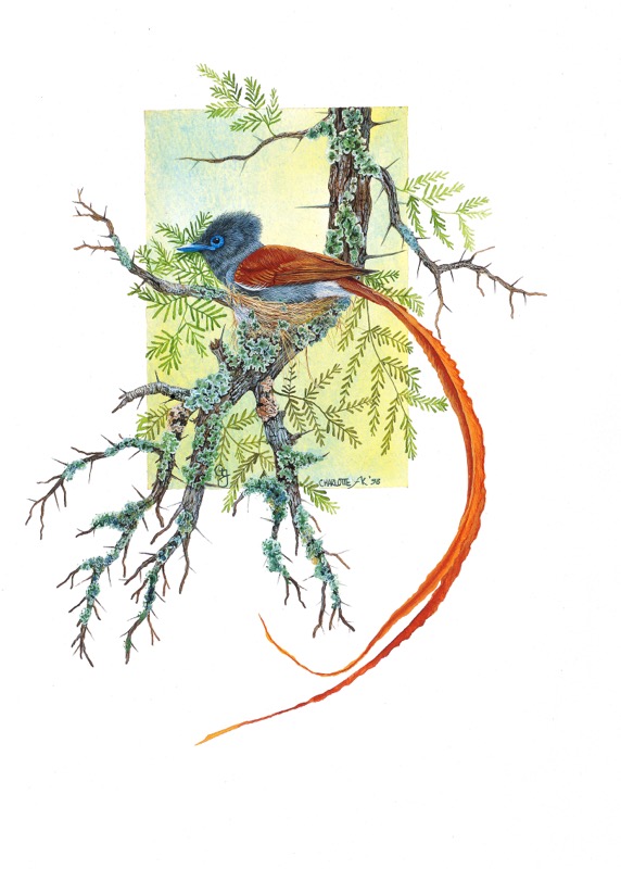 African Paradise Flycatcher