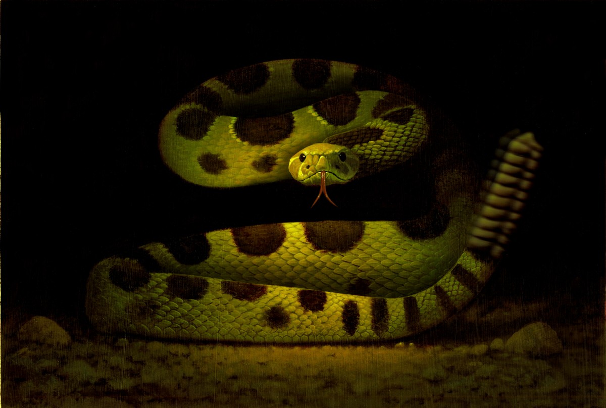 Rattlesnake