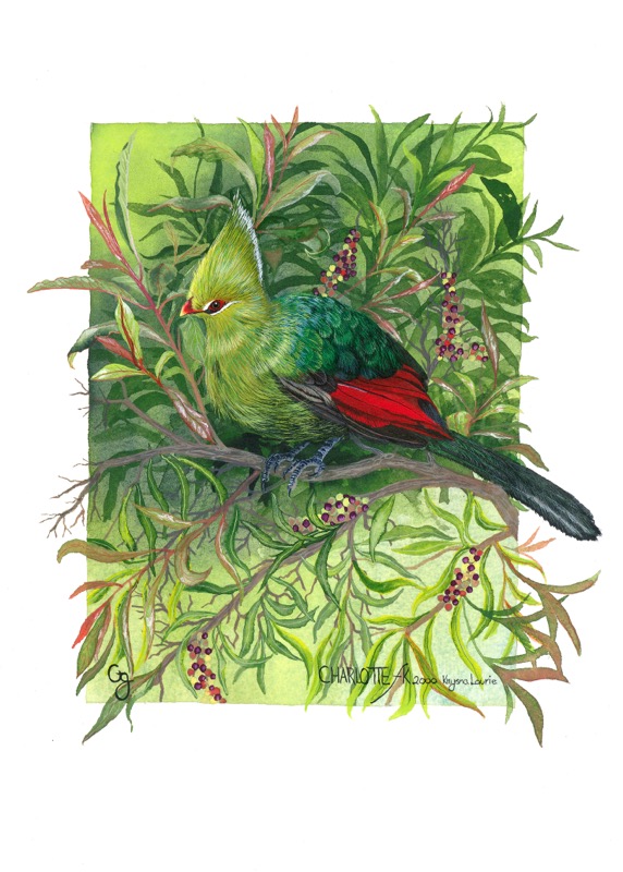 Knysna Turaco (Loerie)