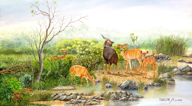 Nyala Sunrise