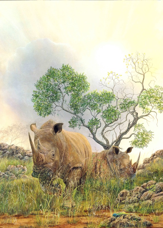 White Rhino Sunset