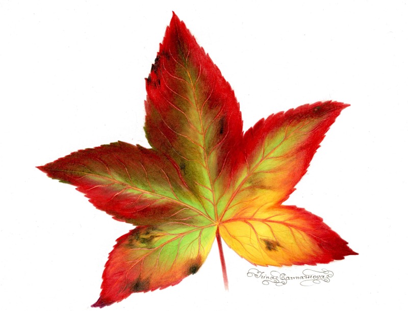 Autumn Leaf 1