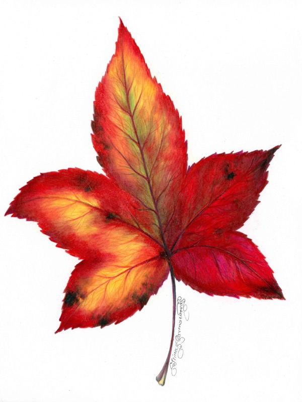 Autumn Leaf 5