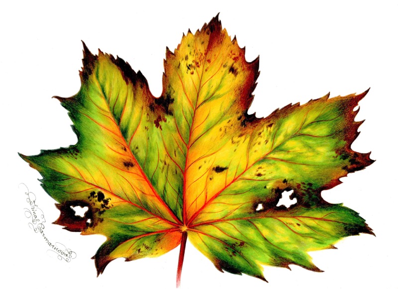 Autumn Leaf 8