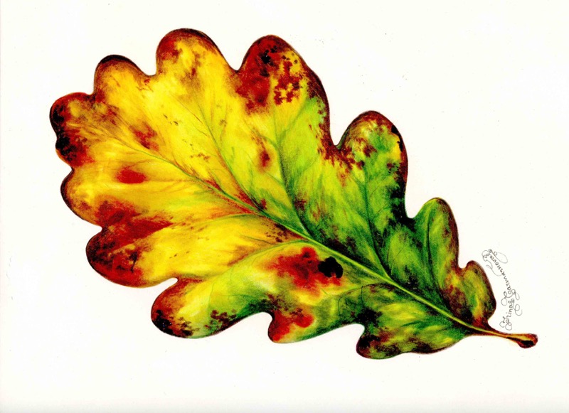 Autumn Leaf 9