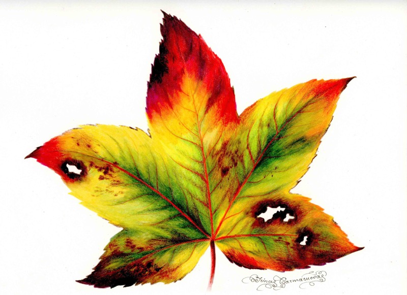 Autumn Leaf 10