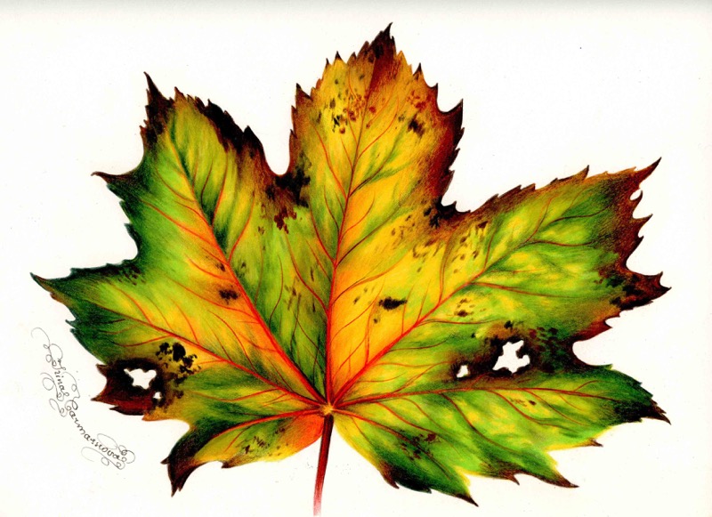 Autumn Leaf 11