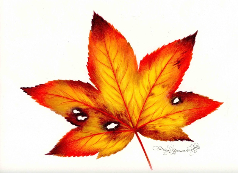 Autumn Leaf 12