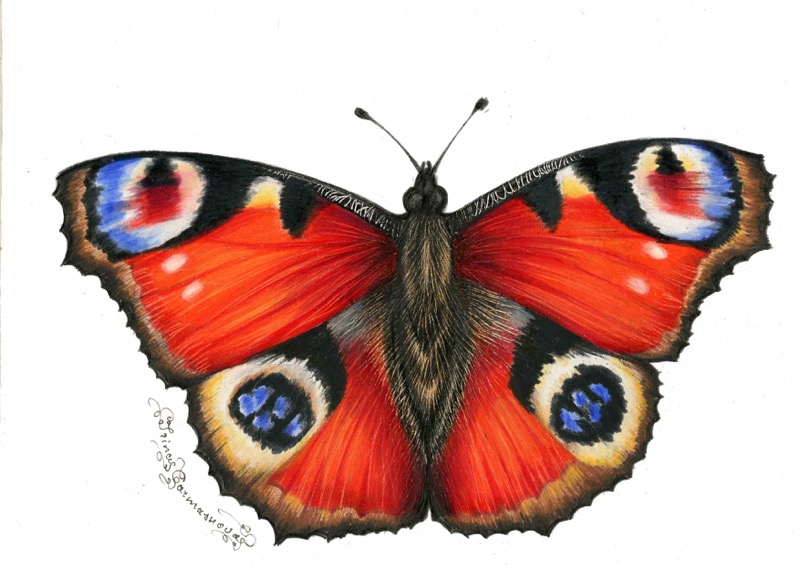 Butterfly3