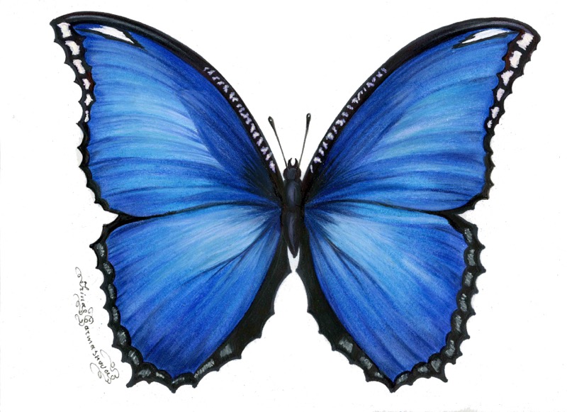 Butterfly4