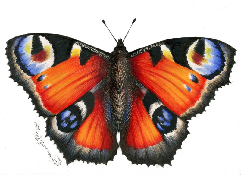 Butterfly5