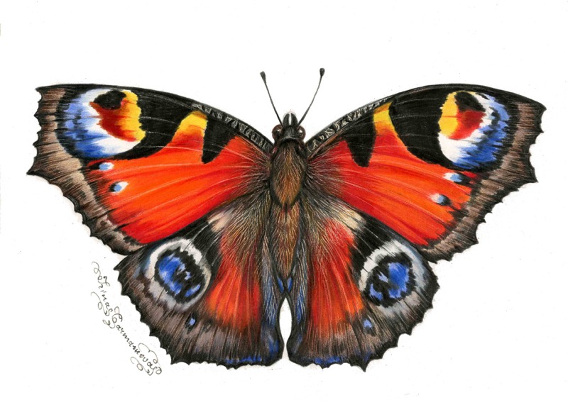 Butterfly7